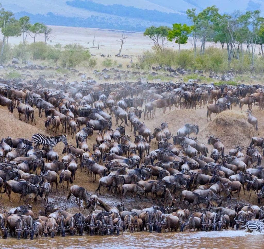 The Great Migration: Africa’s Greatest Wildlife Journey Across Tanzania’s Untamed Plains - Image 9