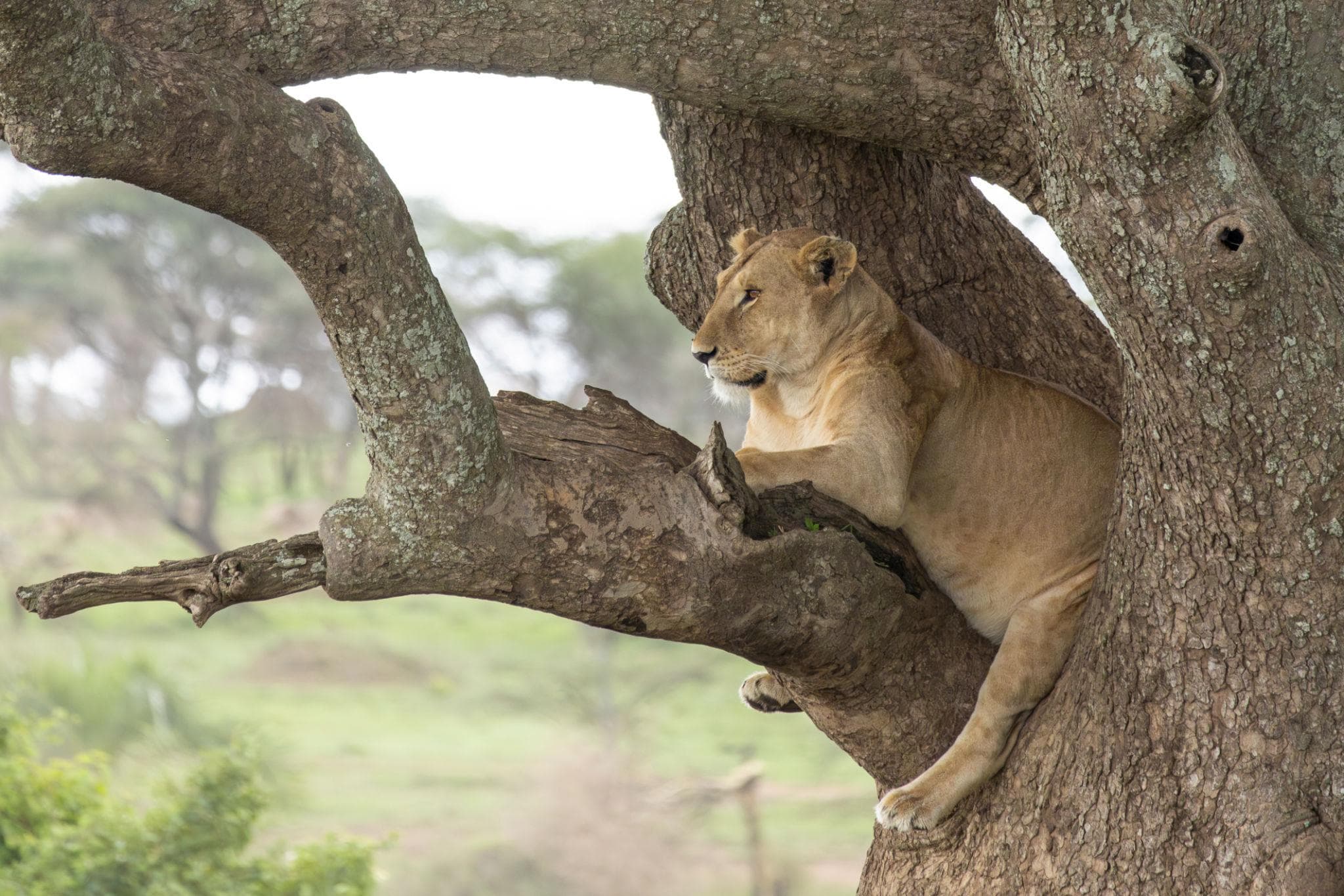 Discover Tanzania: Where Every Safari Becomes an Unforgettable Story - Image 2