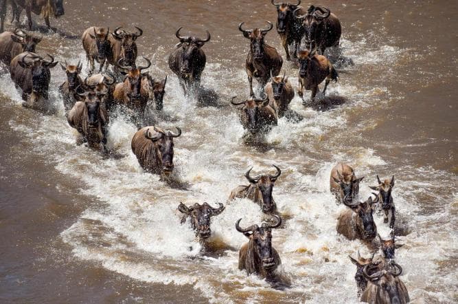 The Great Migration: Africa’s Greatest Wildlife Journey Across Tanzania’s Untamed Plains - Image 7