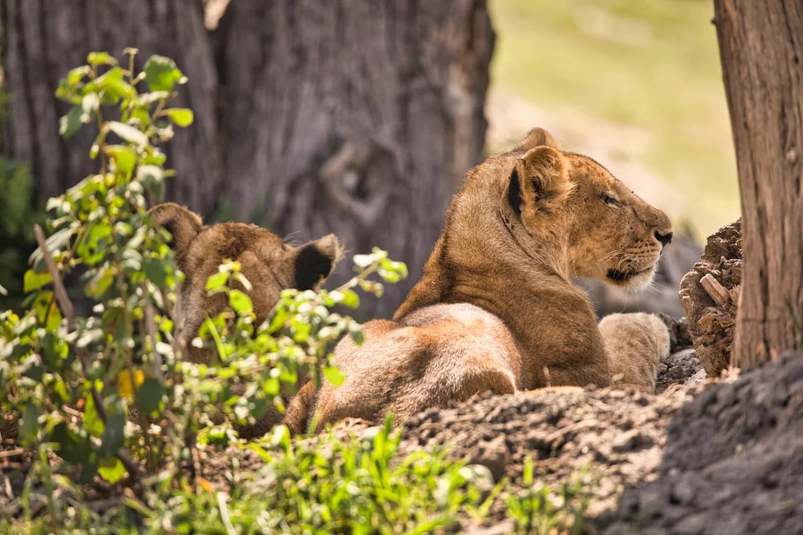 Arusha National Park Day Trip - Image 6