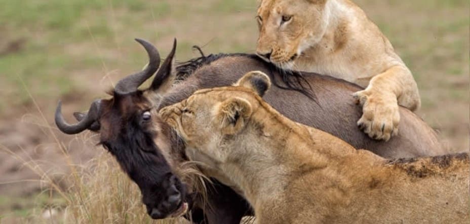 The Great Migration: Nature’s Most Spectacular Journey - Image 7