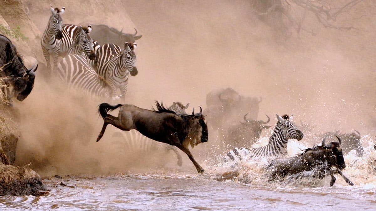 The Great Migration: Nature’s Most Spectacular Journey - Image 4