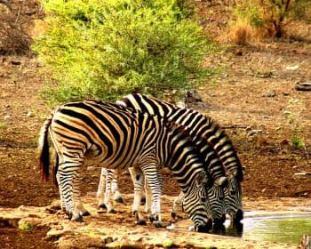 5天终极克鲁格全景Safari - 4