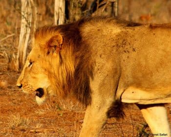 5天终极克鲁格全景Safari