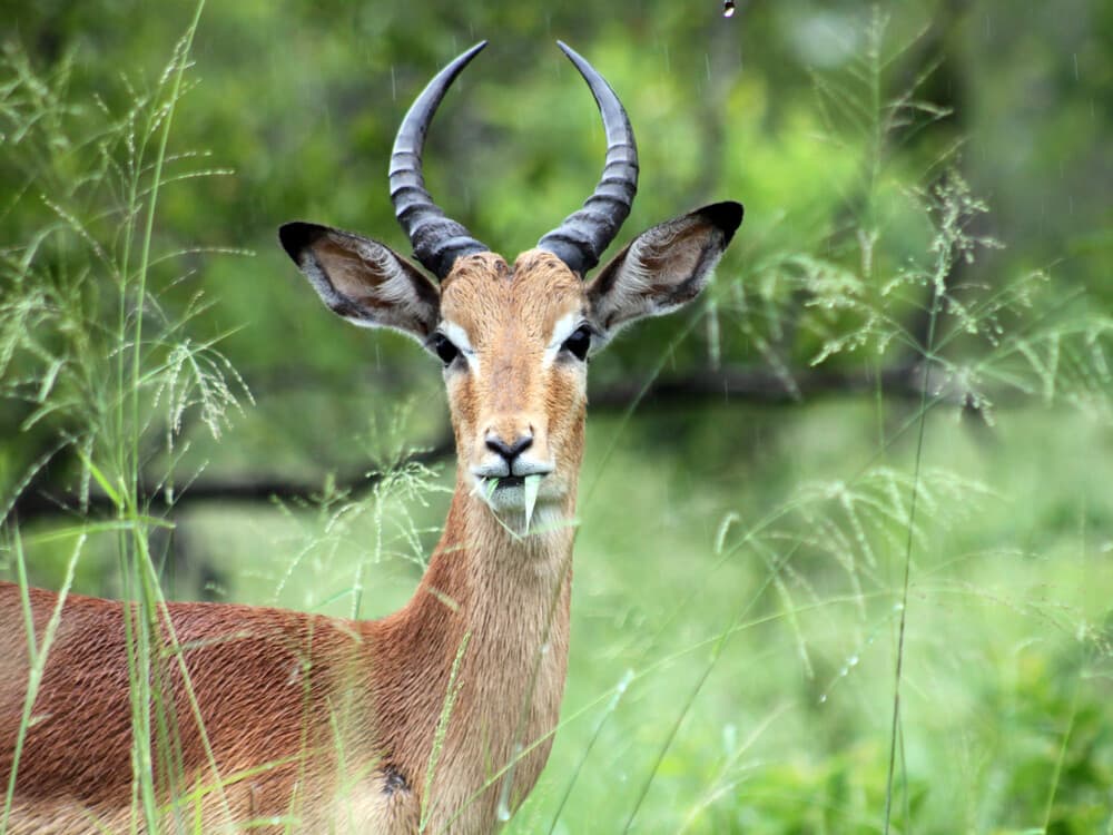 5天Sabi Sands Nkorho LodgeSafari(开普敦出发) - 4