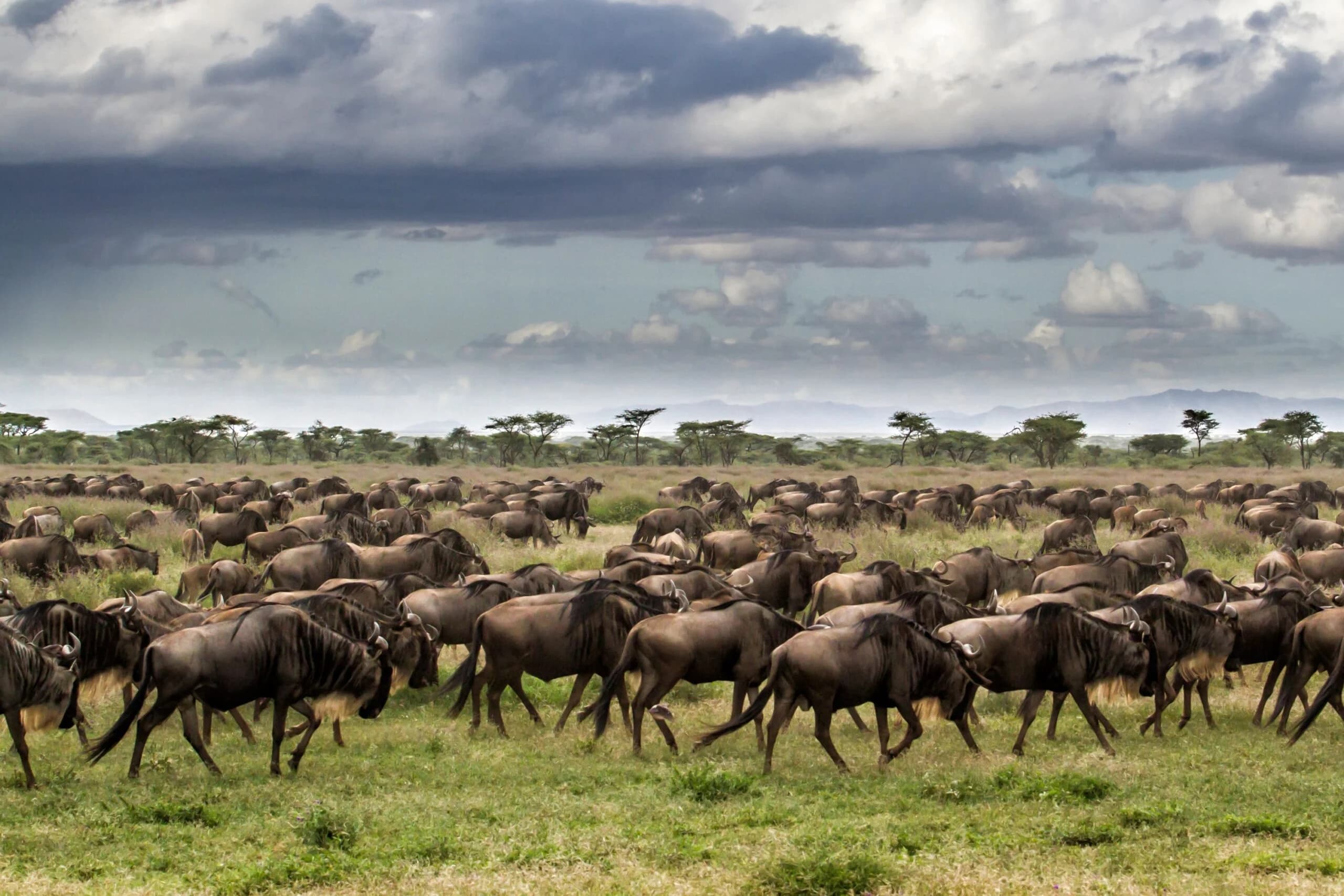 4-Day Serengeti Luxury Migration Safari (June - Nov) - 1