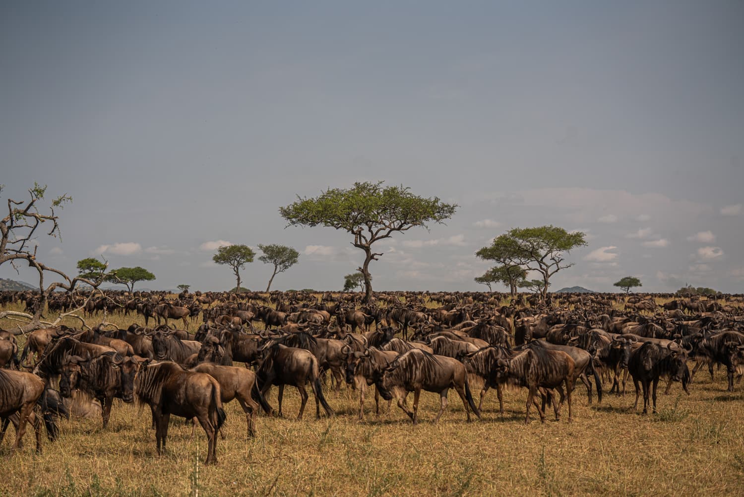 10-Day Premium Luxury Northern Tanzania Safari. - 1