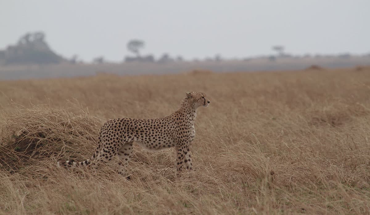 7-Day Luxury & Semi-Luxury African Safari & Great Migration Experience - 1