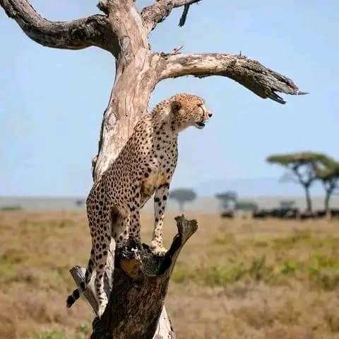 Tarangire和Ngorongoro 3天高端豪华Safari - 3