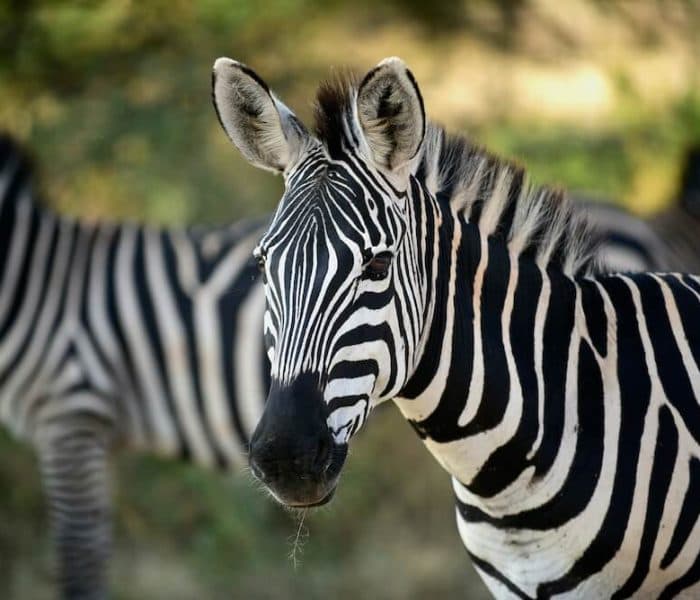 3天豪华SafariTarangire, Ngorongoro&Manyara之旅 - 4