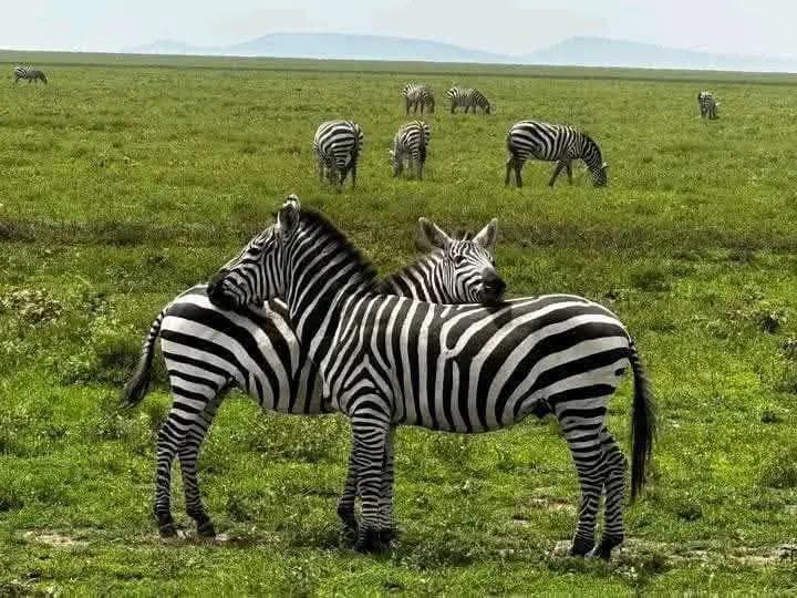 5天穿越马拉河北移Safari