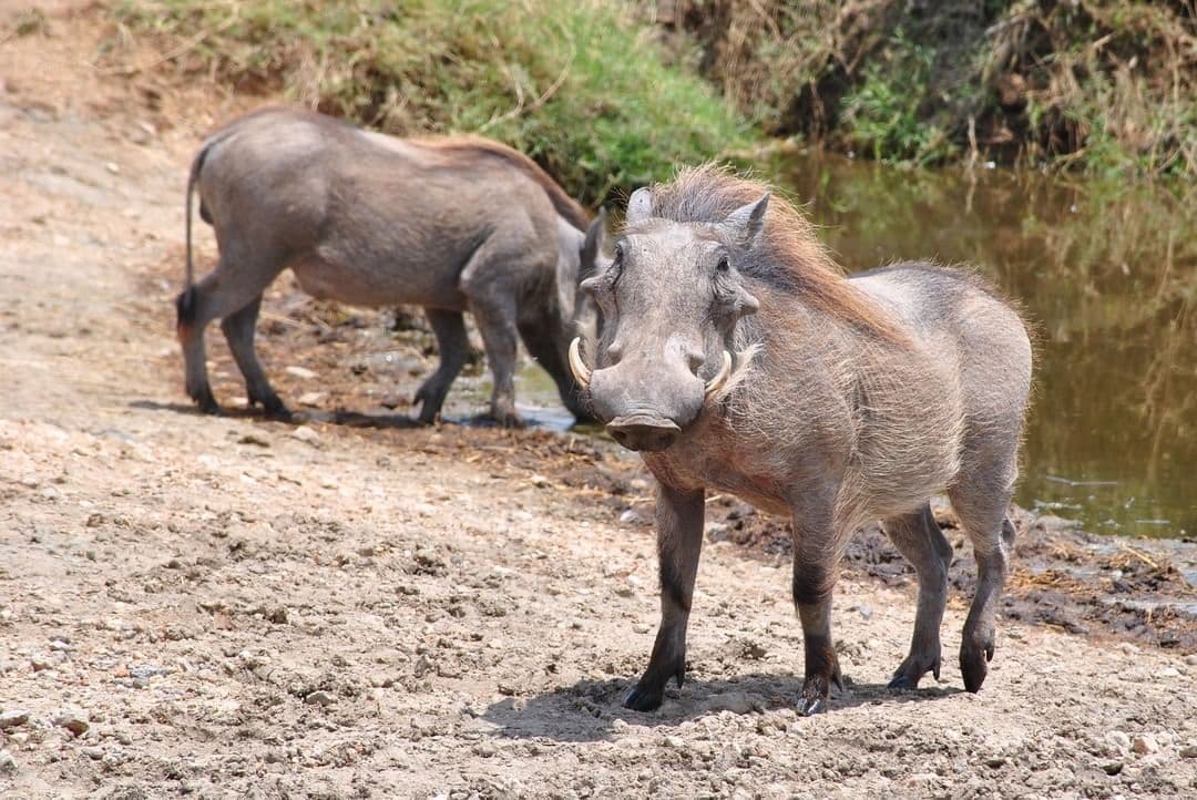 Tarangire和Ngorongoro 3天高端豪华Safari