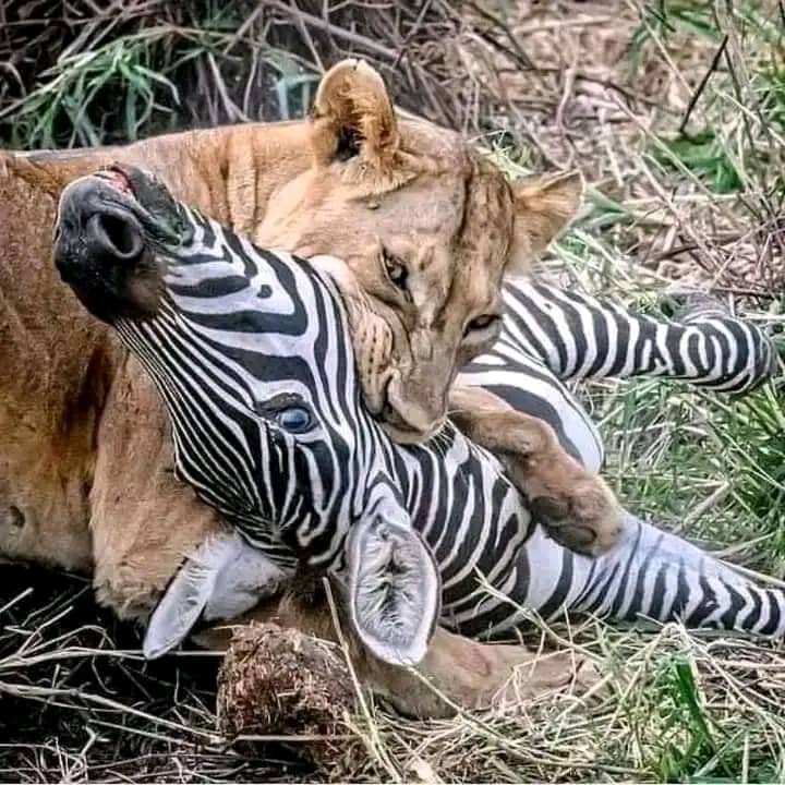 Tarangire和Ngorongoro 3天高端豪华Safari - 4