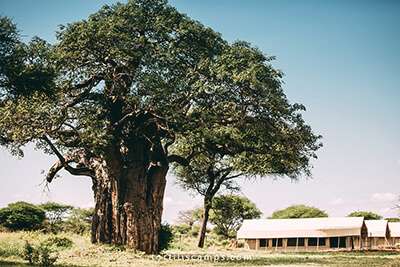 Tortilis Tented Lodge