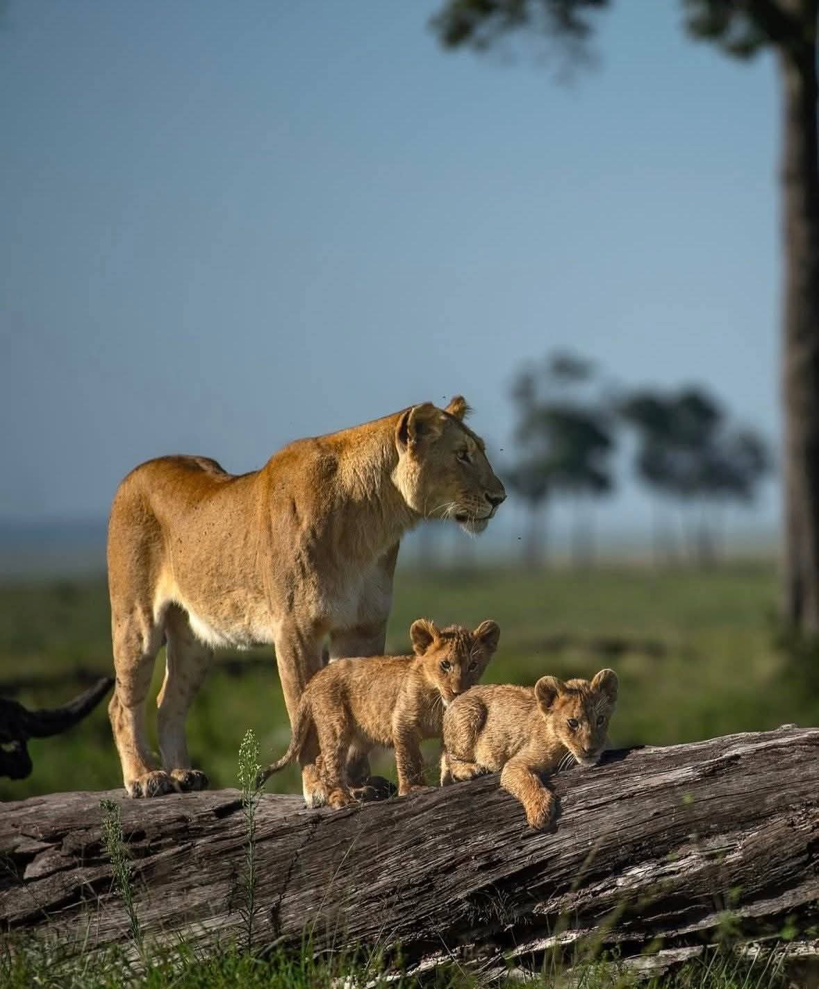 2天Tarangire Ngorongoro豪华飞行进出Safari