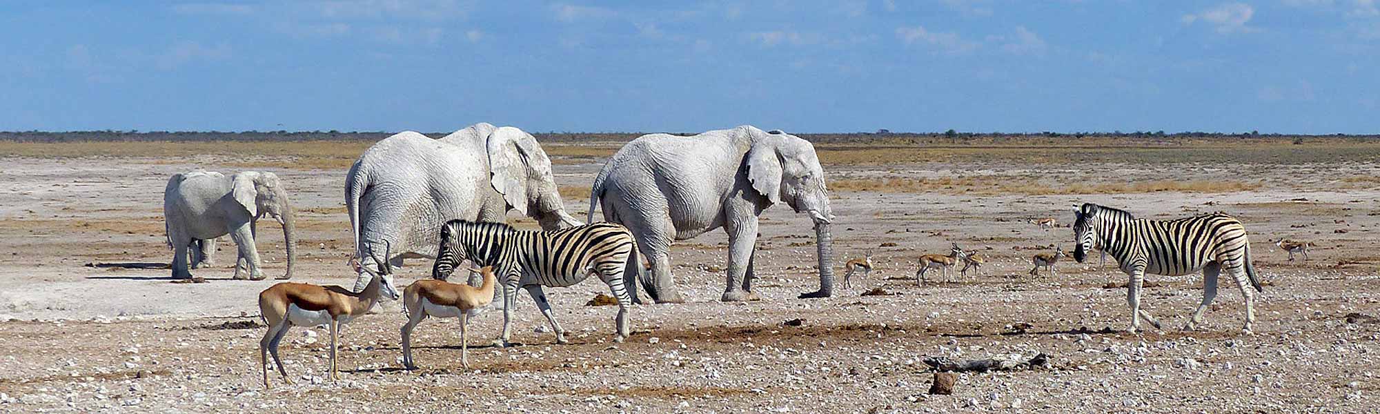 8天纳米比亚亮点:索苏斯维莱、斯瓦科普蒙德、Twyfelfontein&Etosha NP(住宿Safari)