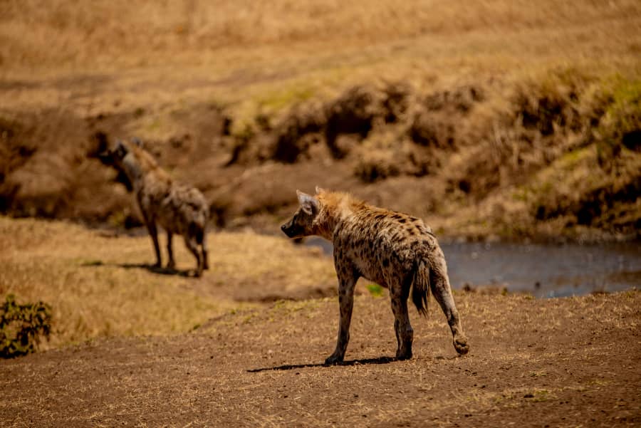 2天(TARANGIRE&NGORONGORO陨石坑)SAFARI