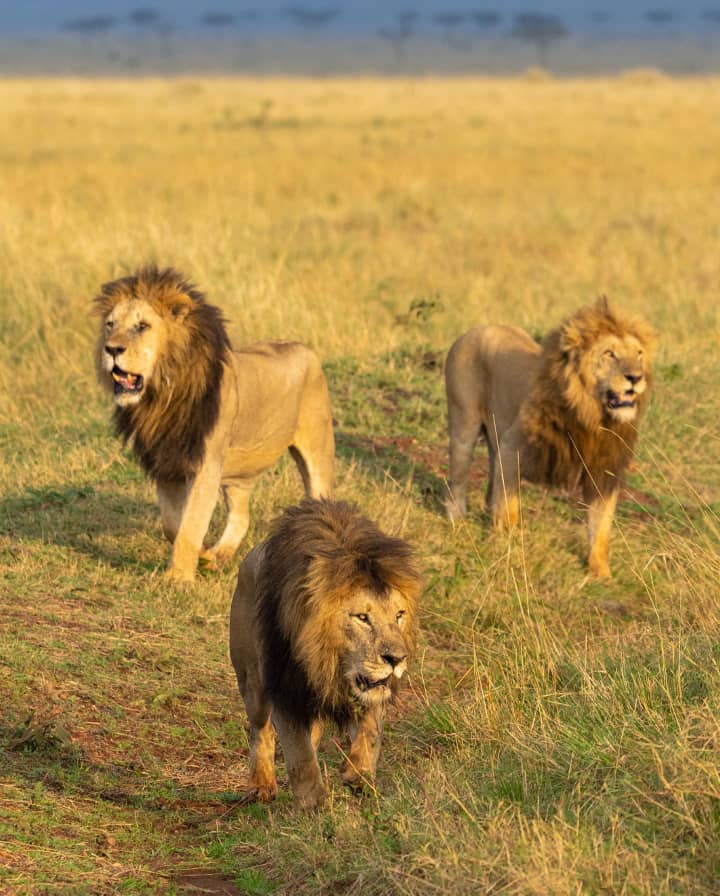 Escarpment Luxury Lodge Manyara Luxury lodgre