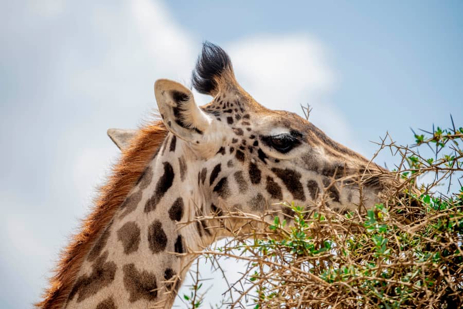 2天(TARANGIRE&NGORONGORO陨石坑)SAFARI - 3