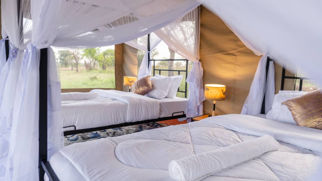 intimate camp zebra