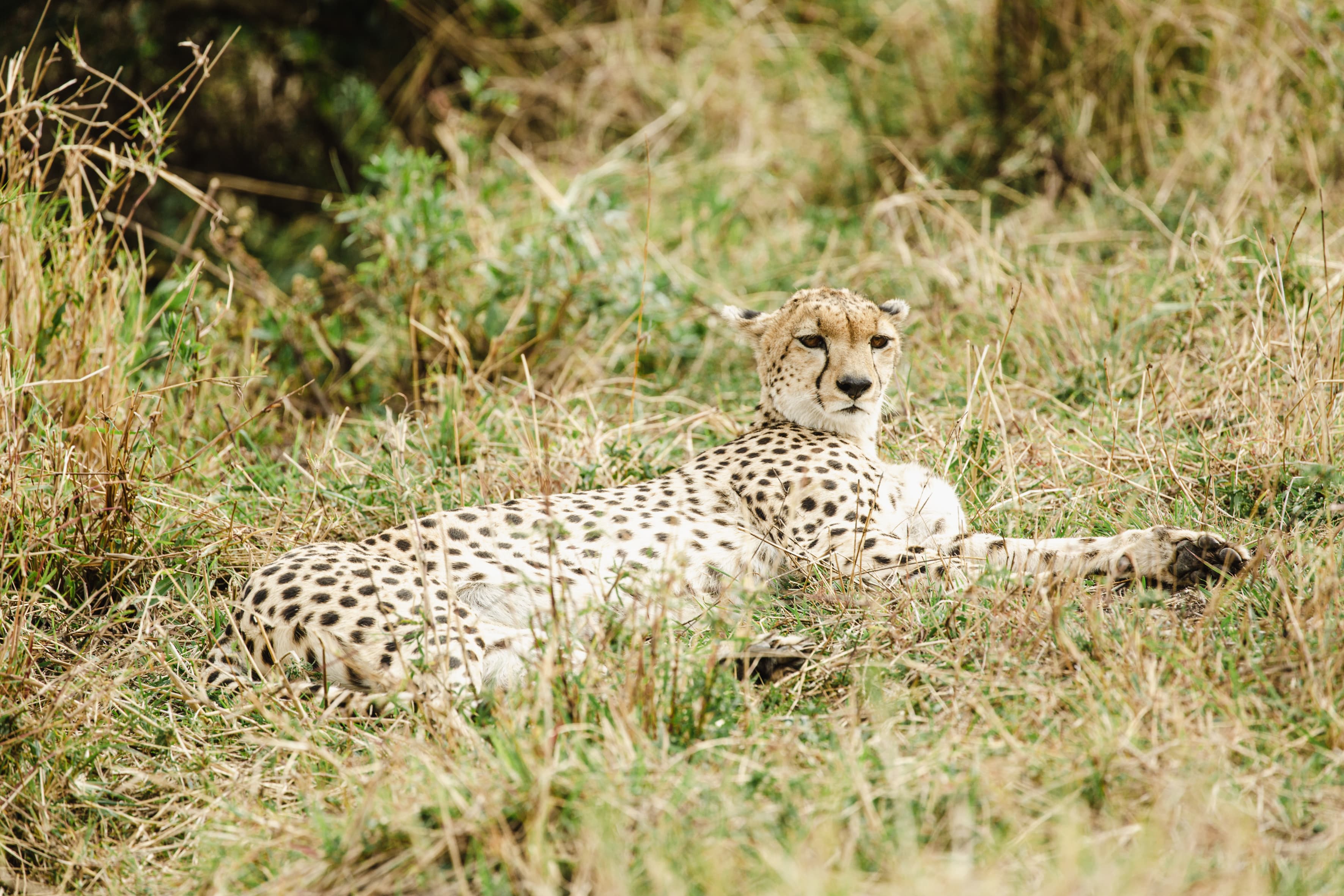 Serengeti Glamping Adventure - 2
