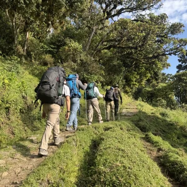 7天乞力马扎罗山徒步-勒莫绍路线